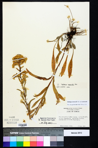 Solidago nemoralis var. nemoralis image