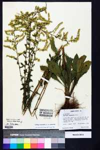 Solidago nemoralis var. nemoralis image