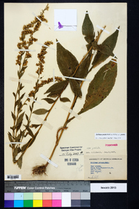 Solidago patula var. patula image