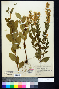 Solidago petiolaris image