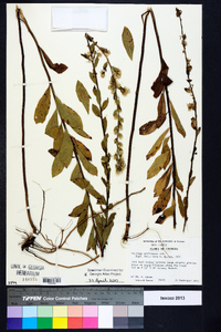 Solidago petiolaris image