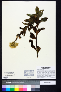 Solidago petiolaris image