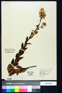 Solidago petiolaris image