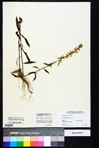 Solidago petiolaris image