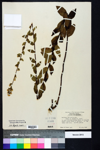 Solidago petiolaris image