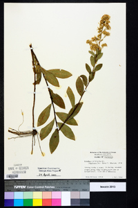 Solidago petiolaris image