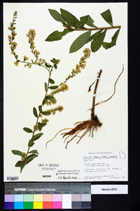 Solidago petiolaris image