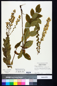 Solidago petiolaris image