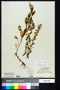 Solidago puberula image