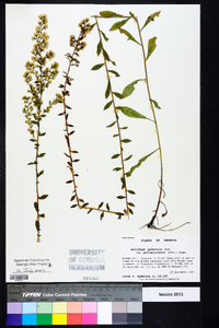 Solidago puberula image