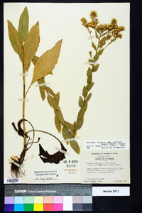 Solidago rigida image