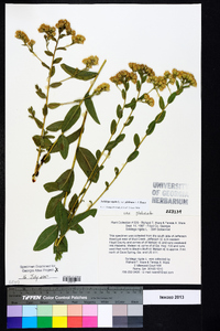 Solidago rigida var. glabrata image