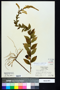 Solidago rugosa var. aspera image