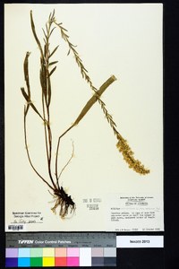 Solidago sempervirens image