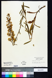 Solidago speciosa image