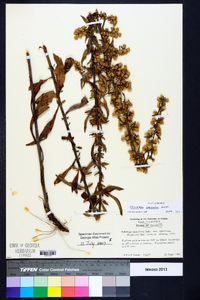 Solidago speciosa image