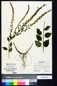 Solidago sphacelata image