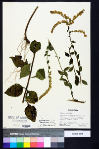 Solidago sphacelata image