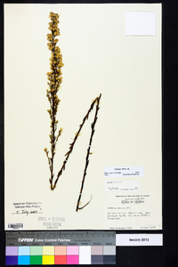 Solidago stricta image