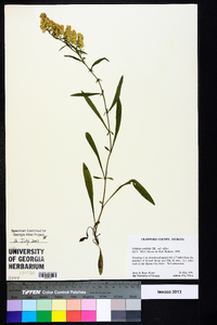 Solidago tortifolia image