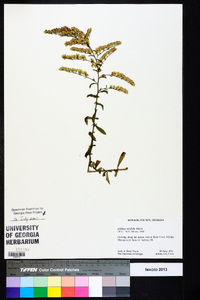 Solidago tortifolia image