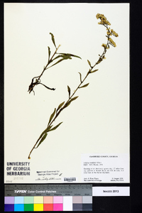 Solidago tortifolia image