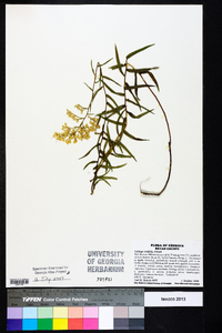 Solidago tortifolia image