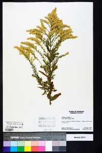 Solidago tortifolia image