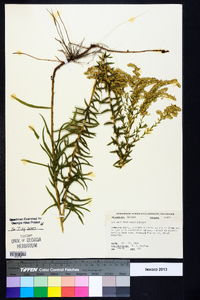 Solidago tortifolia image