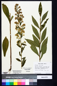 Solidago porteri image