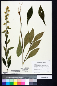 Solidago porteri image