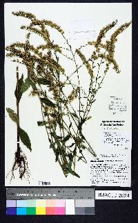 Solidago vaseyi image