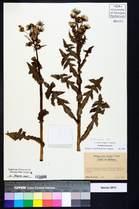 Sonchus oleraceus image