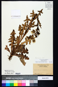 Sonchus oleraceus image