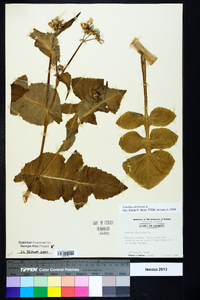 Sonchus oleraceus image