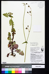 Sonchus oleraceus image