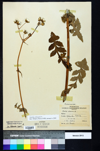 Sonchus oleraceus image