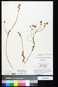 Symphyotrichum concolor var. concolor image