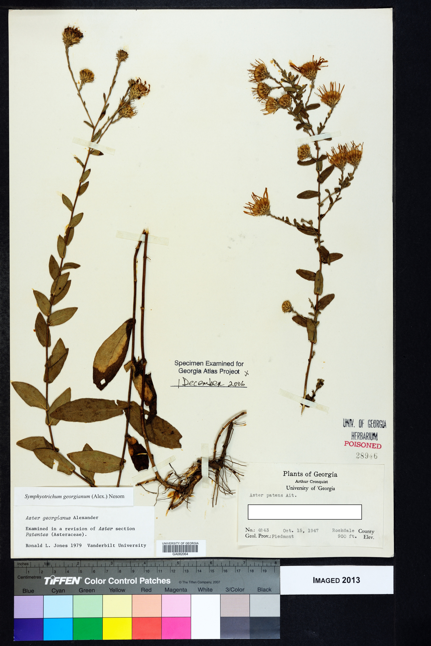 Symphyotrichum georgianum image