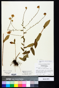 Symphyotrichum patens image