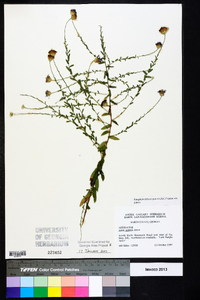 Symphyotrichum patens image