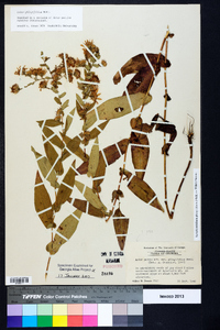 Symphyotrichum phlogifolium image