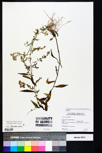 Symphyotrichum pilosum var. pilosum image