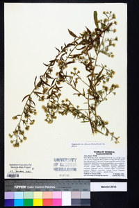 Symphyotrichum pilosum var. pilosum image