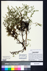 Symphyotrichum pilosum var. pilosum image