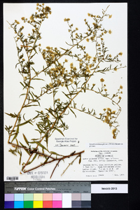 Symphyotrichum pilosum var. pilosum image