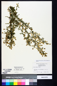 Symphyotrichum pilosum var. pilosum image