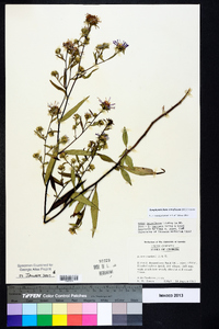 Symphyotrichum retroflexum image