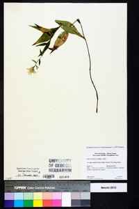 Symphyotrichum retroflexum image