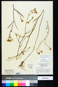 Symphyotrichum tenuifolium image